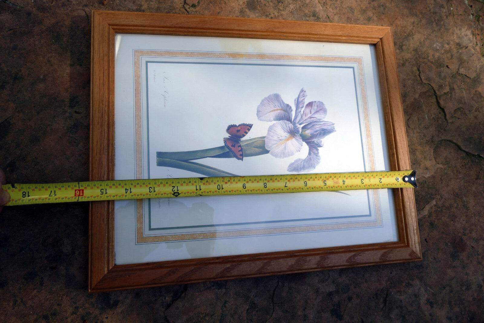 Iris and Butterfly Framed Art Print P. J. Redoute Flowers Botanical framed 8X11"