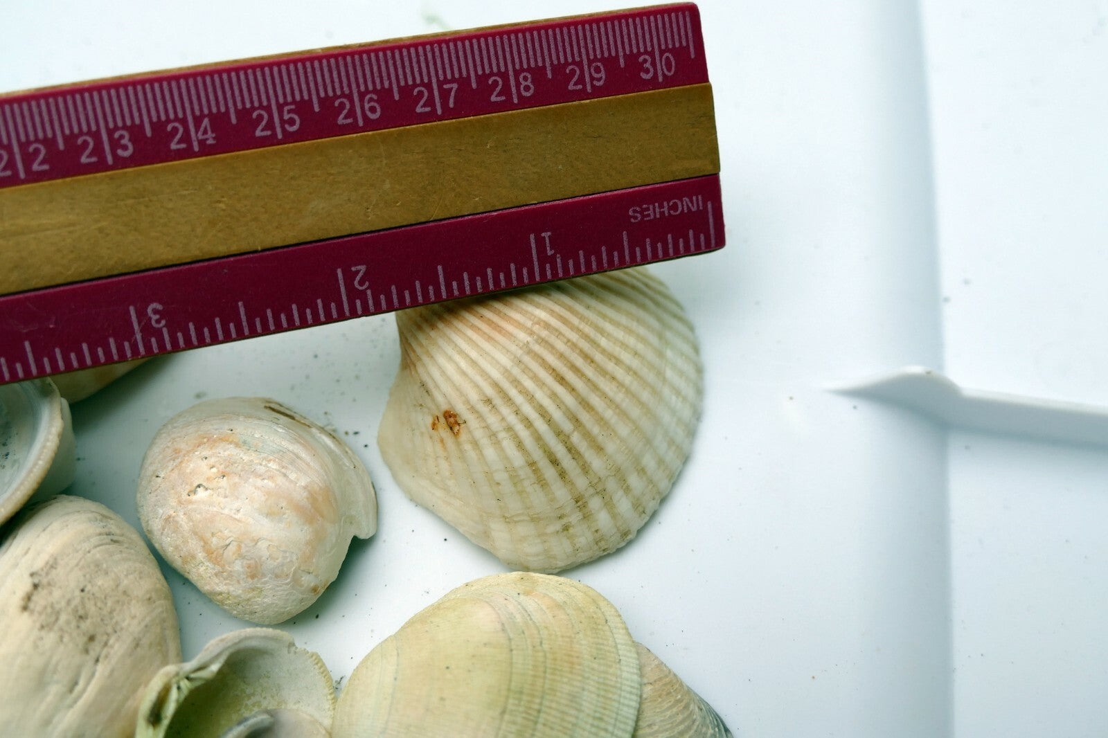 Mixed Bag Shells clam pacific Ocean 6.4oz bag for aquarium Venus clam spiral