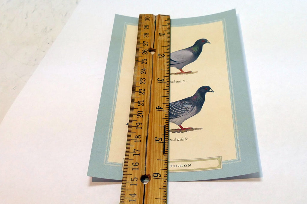 Rock Pigeon Postcard Bird by David Sibley - unposted , new