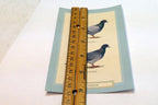 Rock Pigeon Postcard Bird by David Sibley - unposted , new