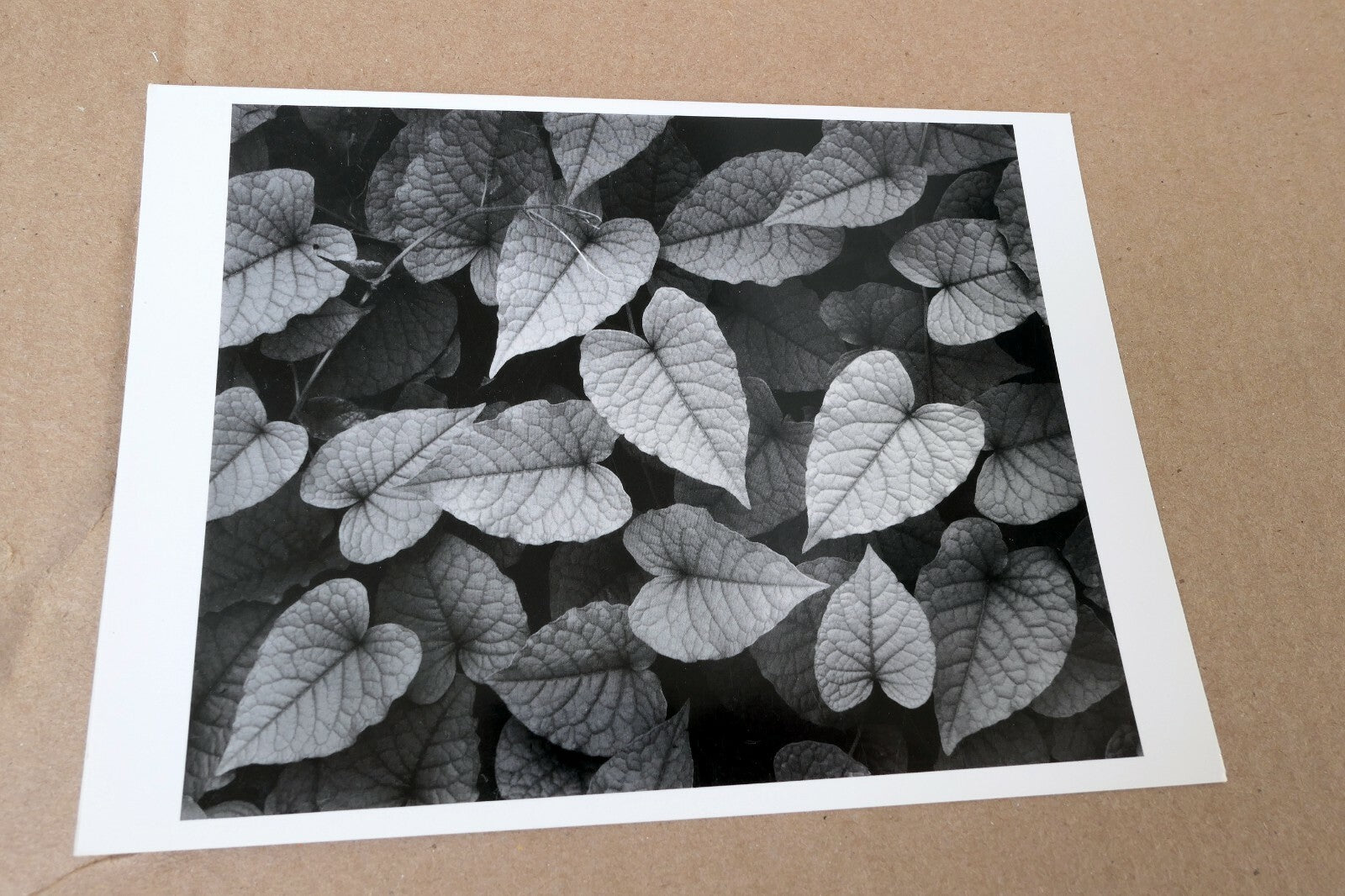 Tropical Vines Puerto Vallarta Mexico Photograph Don Worth D-004 Greeting Card