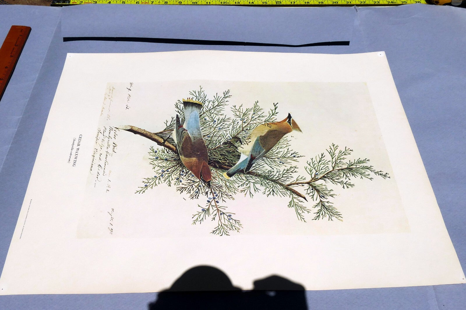1966 Audubon Print CEDAR WAXWING, print plate # 43 15X20" medium