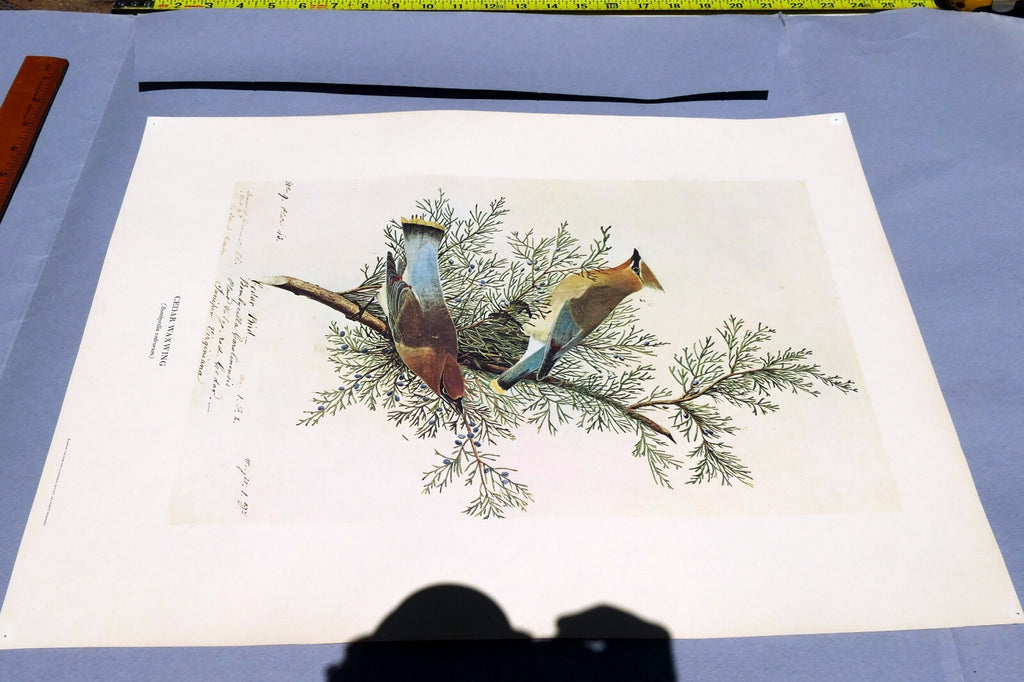 1966 Audubon Print CEDAR WAXWING, print plate # 43 15X20" medium