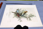 1966 Audubon Print CEDAR WAXWING, print plate # 43 15X20" medium
