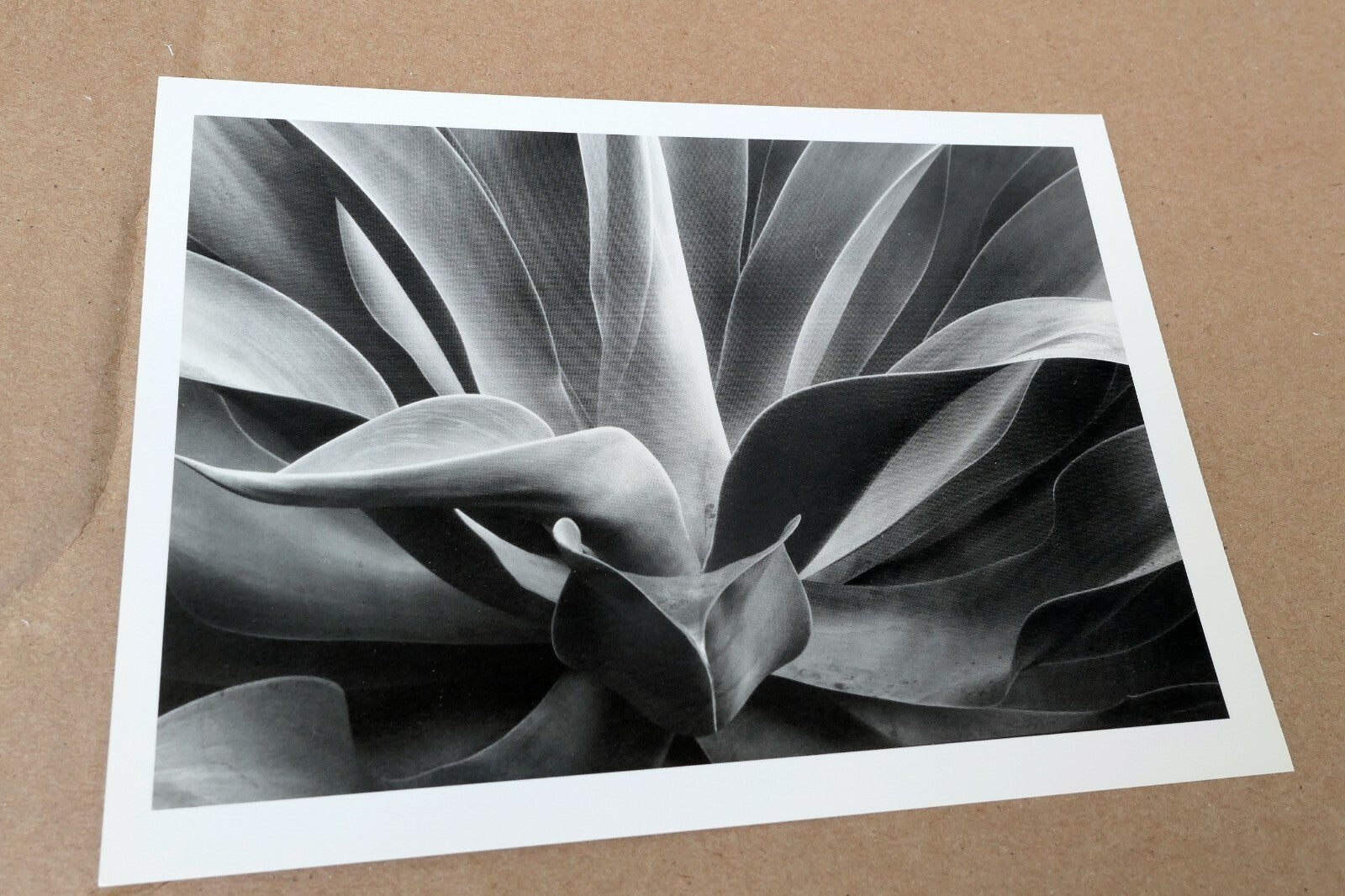 1976 Succulent Flower Agave Attenuata Photograph by Don Worth POSTCARD DW-4