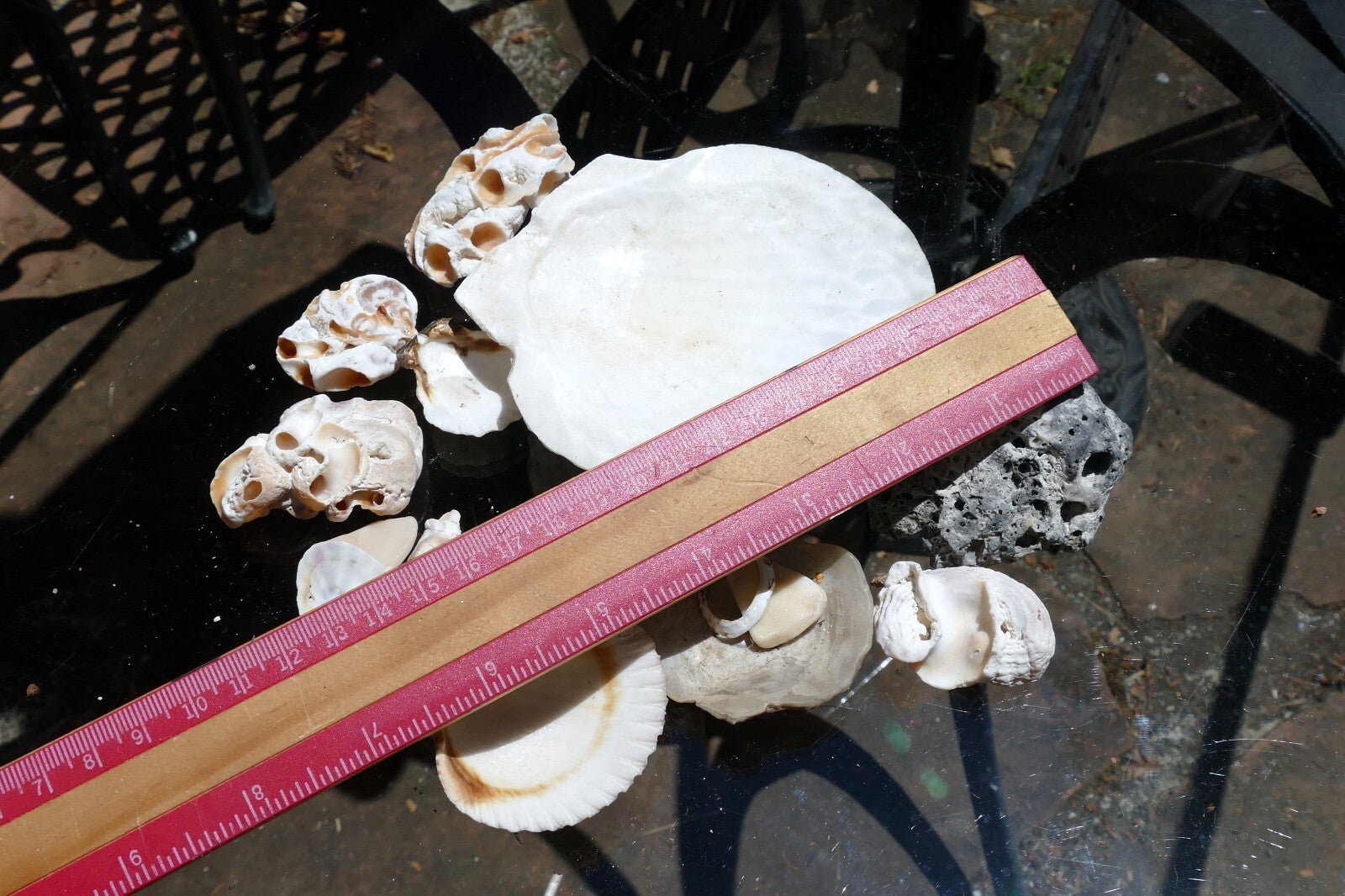 7oz  lot of Ocean Shell Seashell Corral California San Francisco for Fish Tank