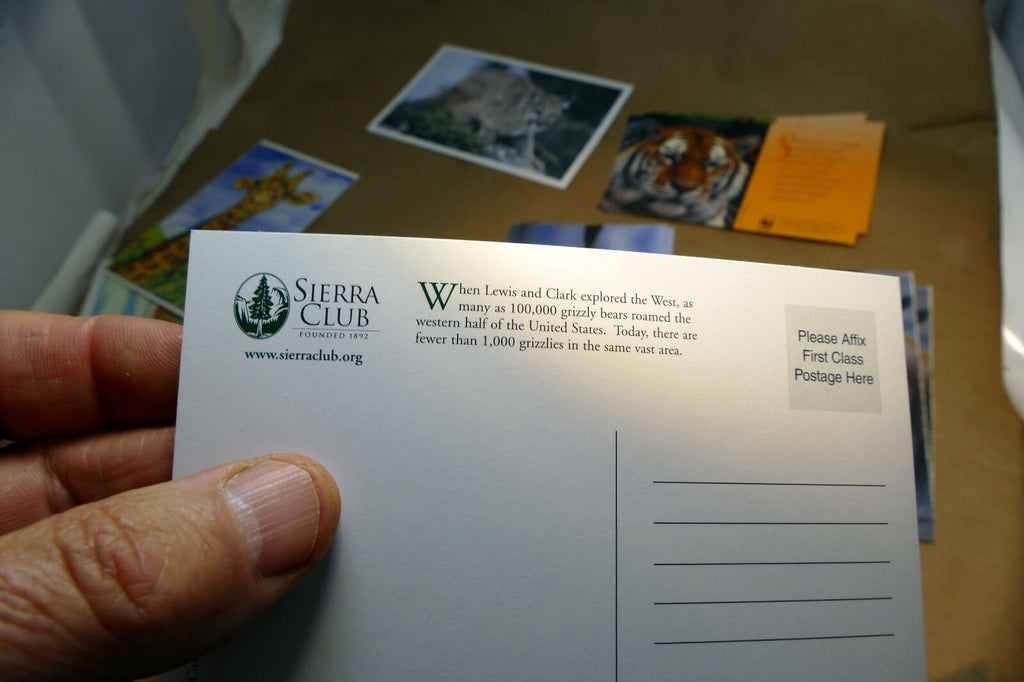 Animal Cats Wolves Fox Postcard Postcard unposted set of 10 lot wildlife USA