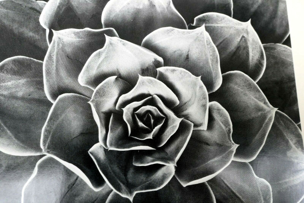 1968 succulent flower blossom photograph by don worth postcard dw 1 floral