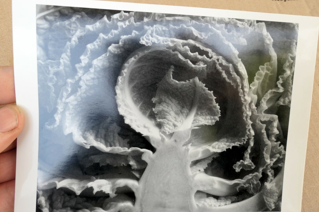 Kale Halved 1930 Photograph by Edward Weston greeting card W-009-85 35-V