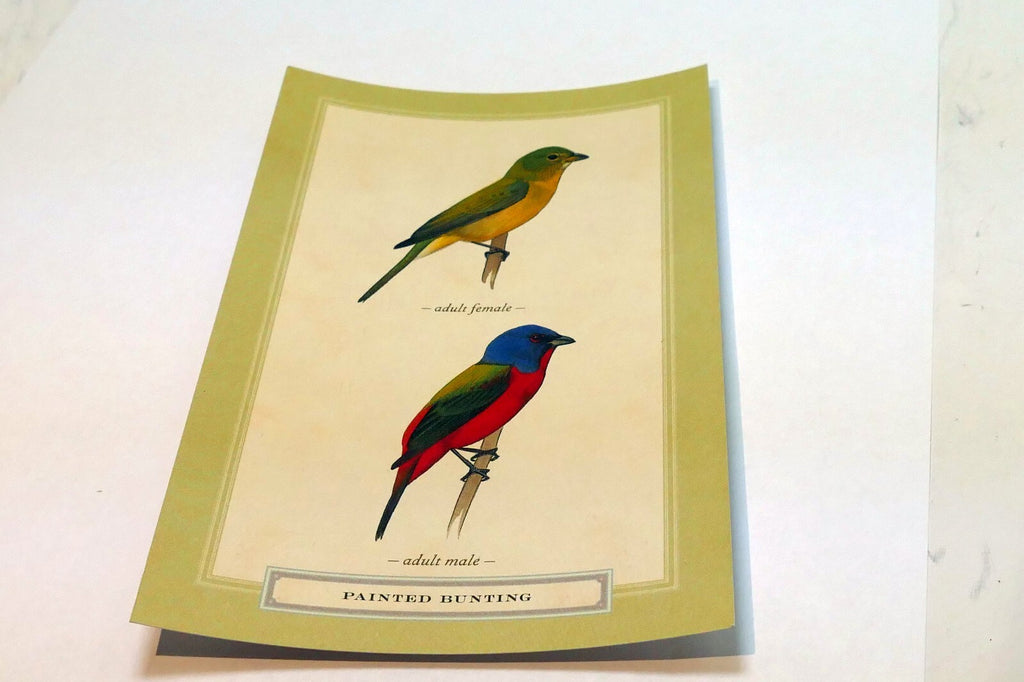 Postcard Painted Bunting Bird by David Sibley - unposted , new