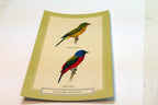 Postcard Painted Bunting Bird by David Sibley - unposted , new