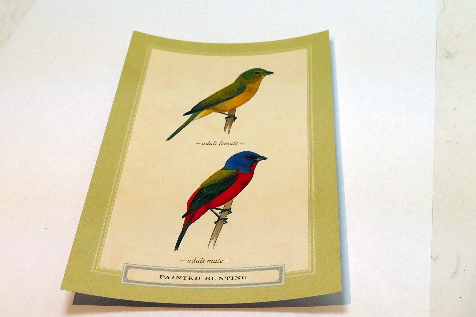 Postcard Painted Bunting Bird by David Sibley - unposted , new