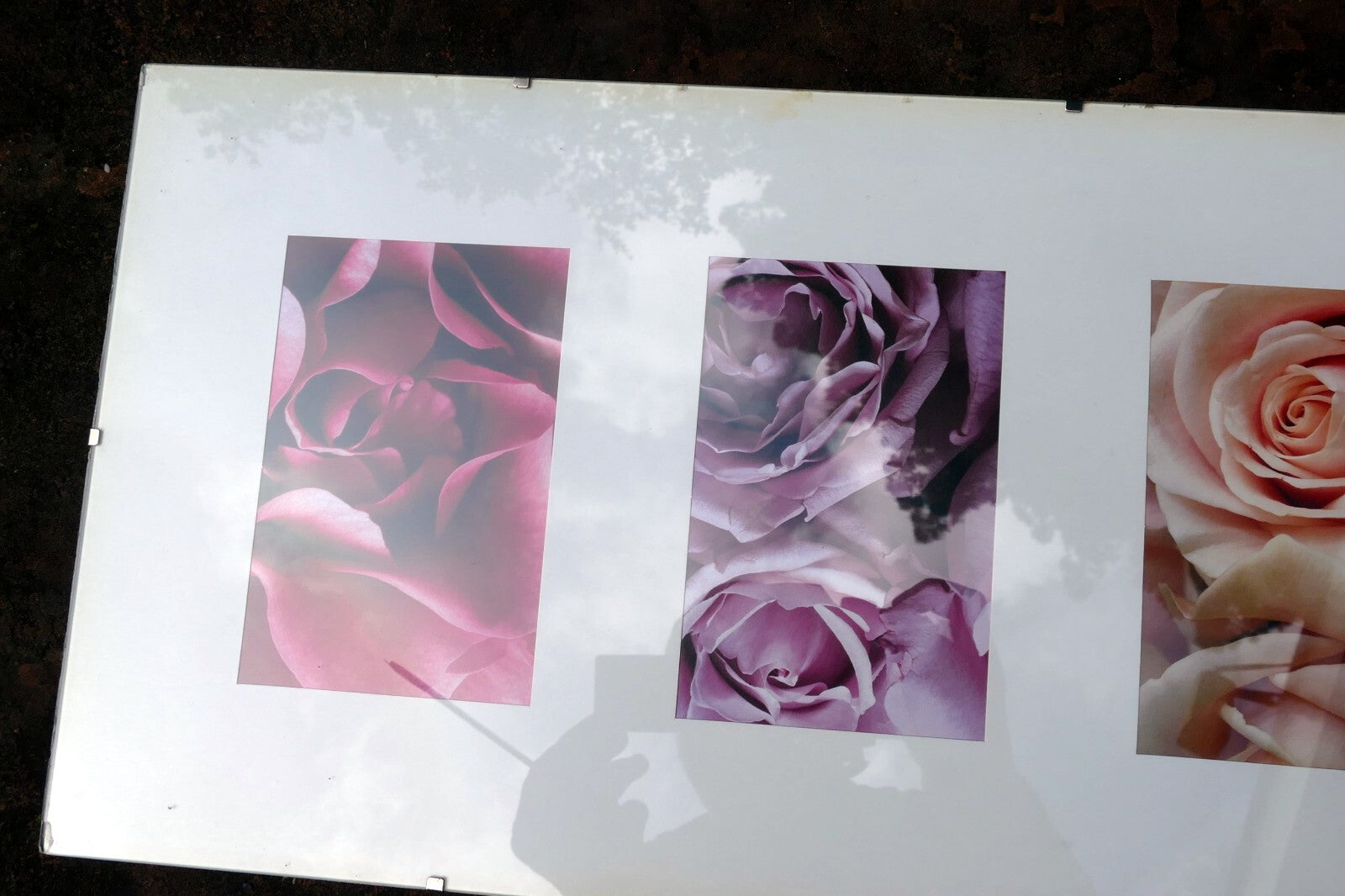 Rose photo art by Christian Sarramon framed with glass 24X10" large collage