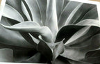 1976 succulent flower agave attenuata photograph by don worth postcard dw 4