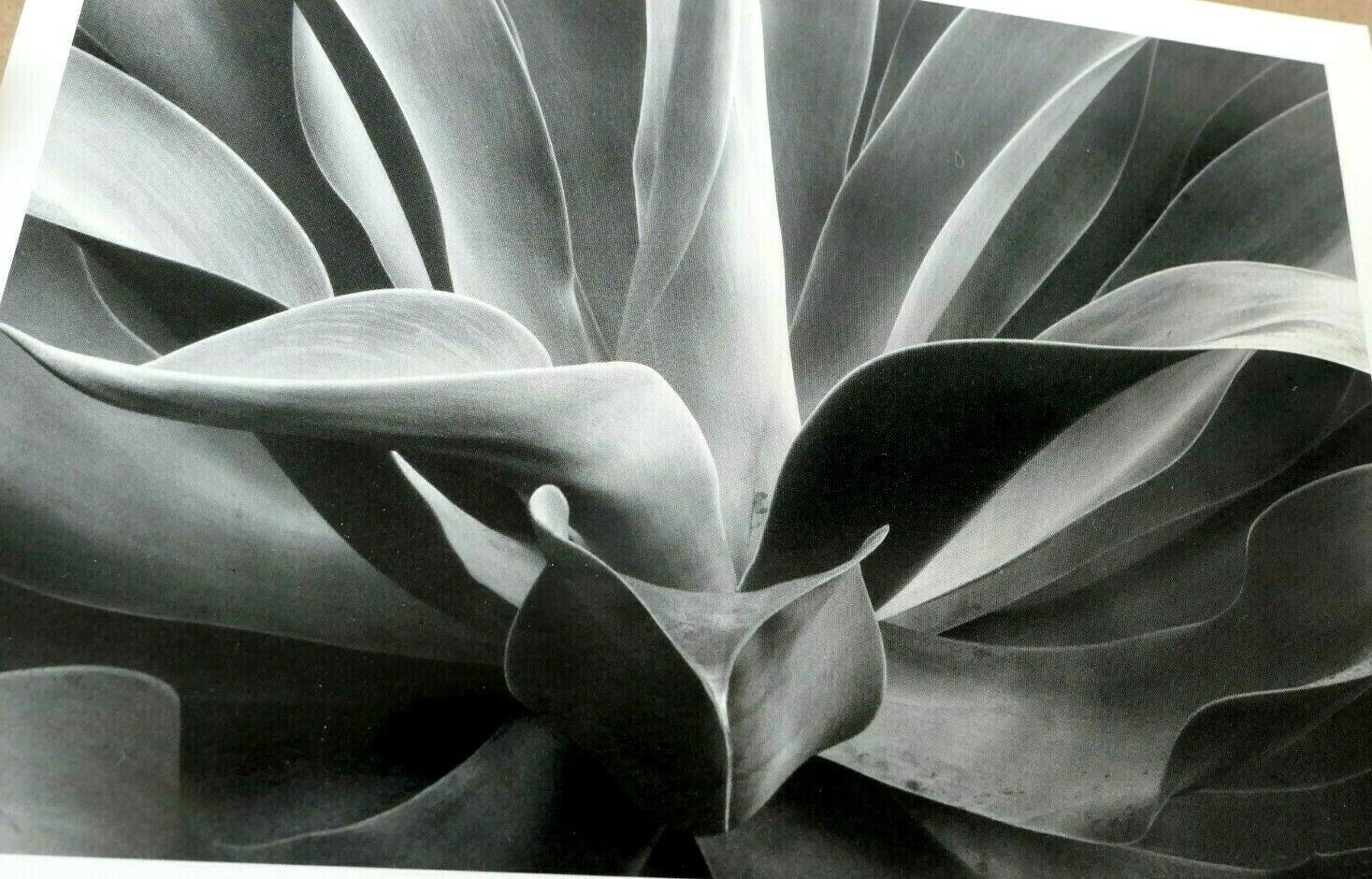 1976 succulent flower agave attenuata photograph by don worth postcard dw 4
