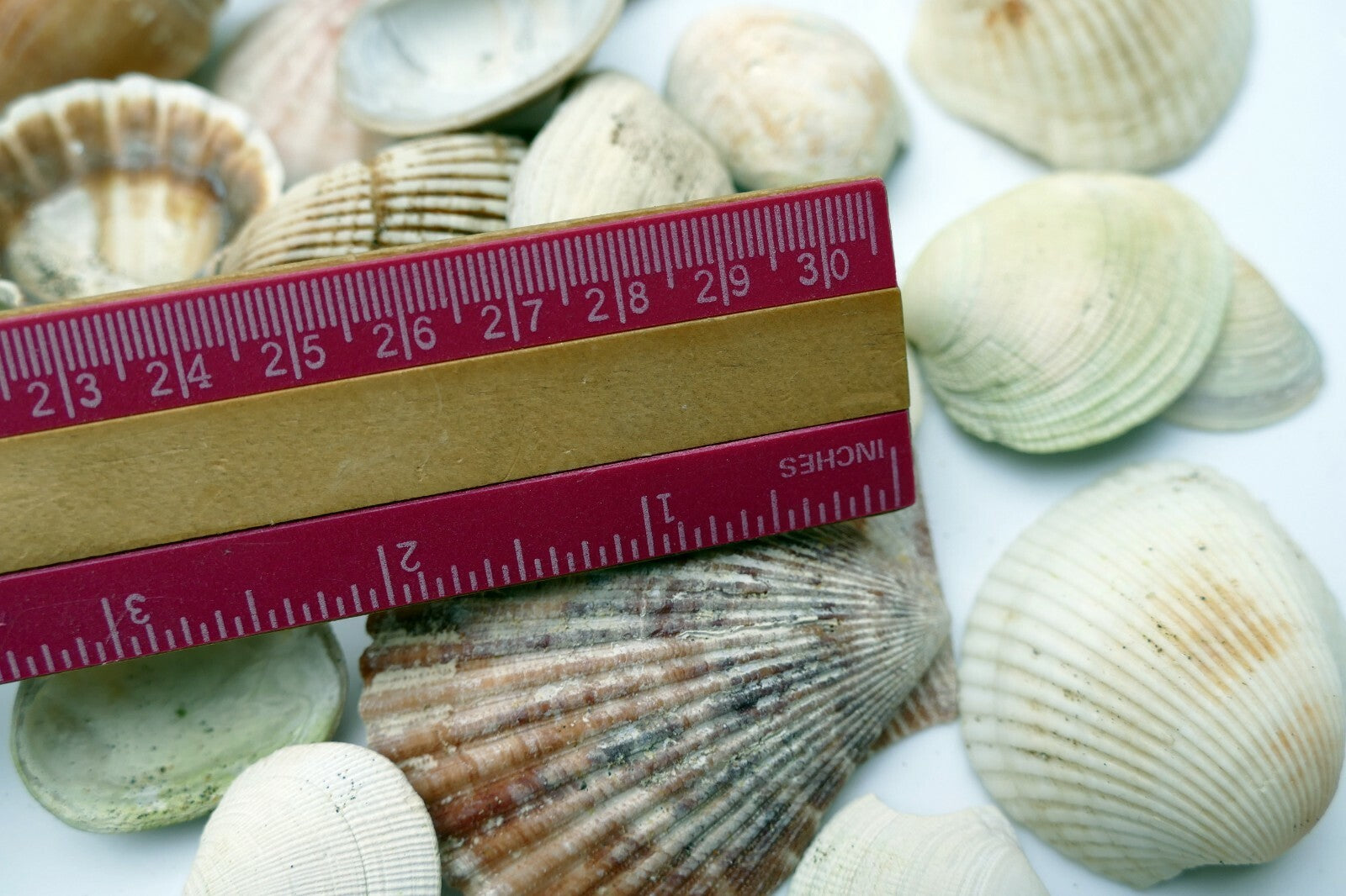 Mixed Bag Shells clam pacific Ocean 6.4oz bag for aquarium Venus clam spiral