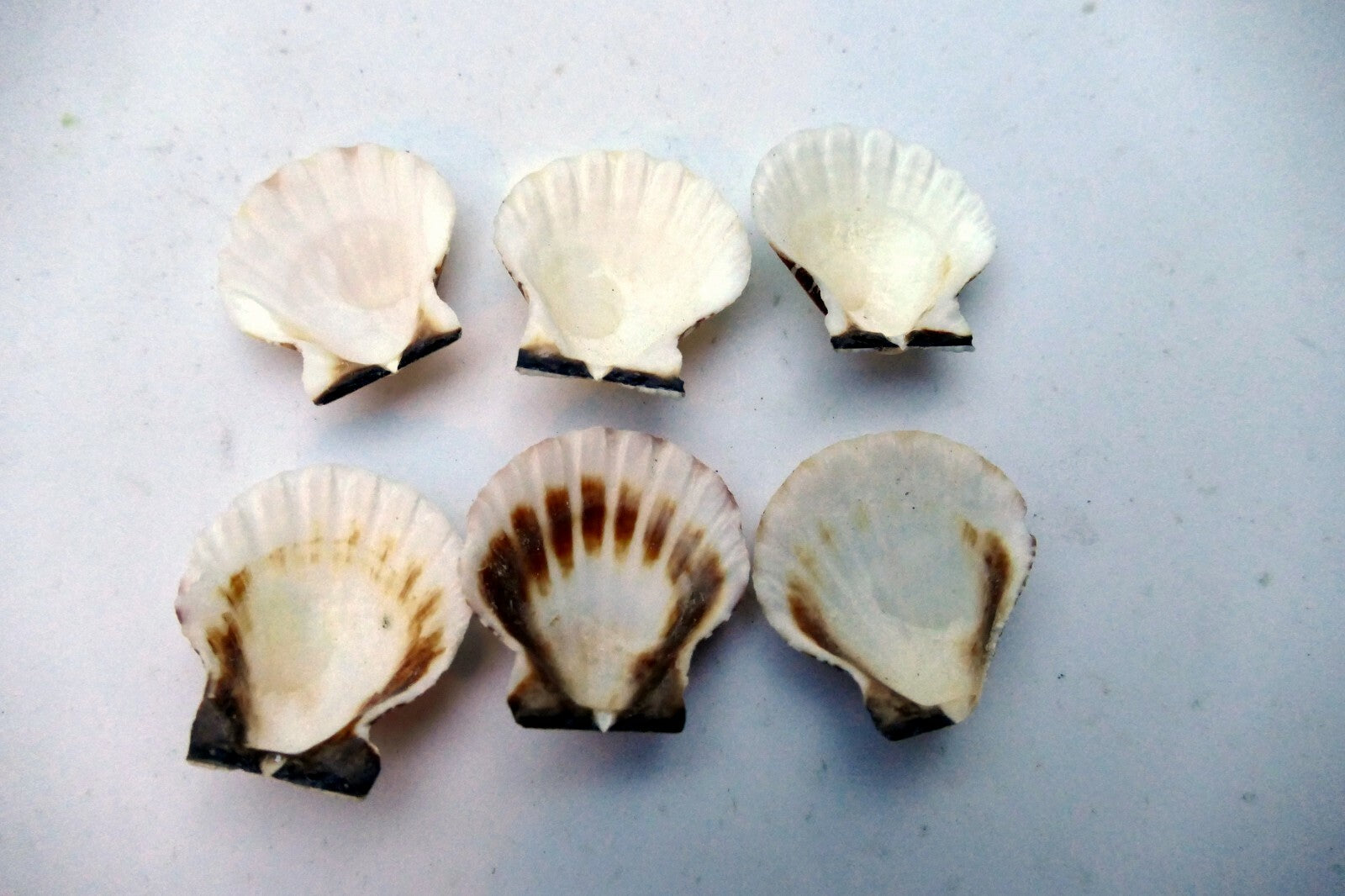 Clam Seashell Cockle Oyster Mussel SEA SHELL beach aquarium decor 1X1" small