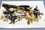 John James Audubon Folio Plate #111 Pileated Woodpecker 7X11" small