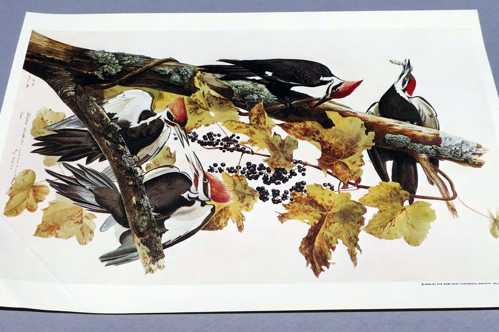 John James Audubon Folio Plate #111 Pileated Woodpecker 7X11" small