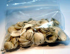 Lot of white ark shell seashell bag of 50gr 1.8oz small bag for aquarium decor