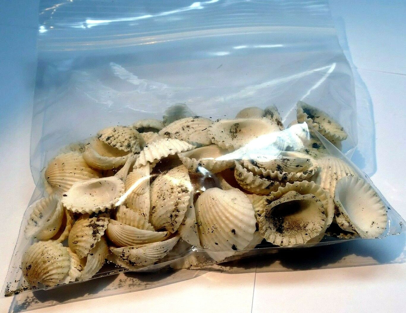 Lot of white ark shell seashell bag of 50gr 1.8oz small bag for aquarium decor
