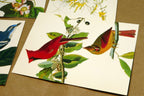 Songbirds John James Audubon Postcard Postcard unposted set of 5 lot