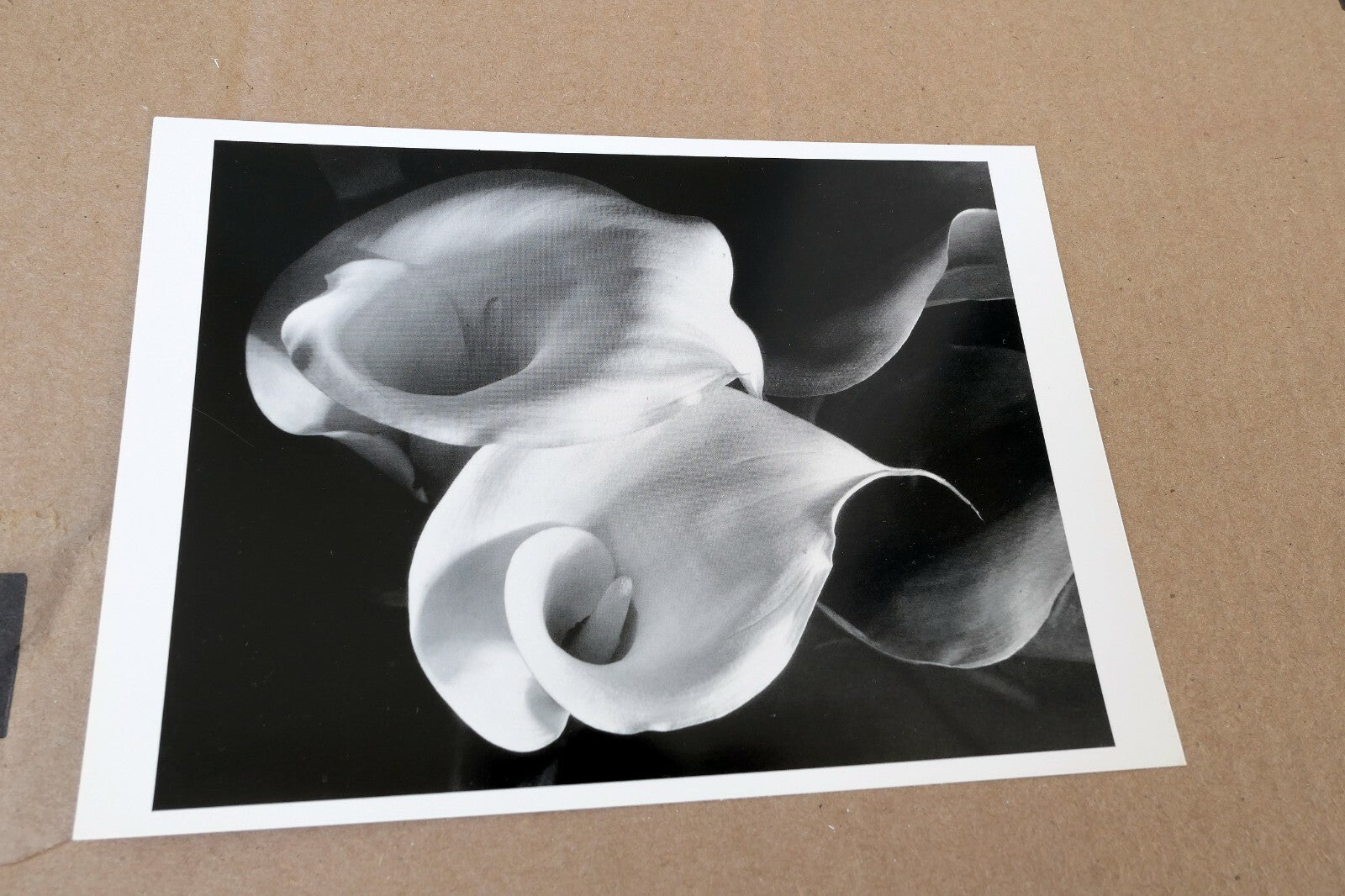 Two Callas 1929 Photograph by Imogen Cunningham POSTCARD unposted IC-2 floral