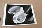 Two Callas 1929 Photograph by Imogen Cunningham POSTCARD unposted IC-2 floral