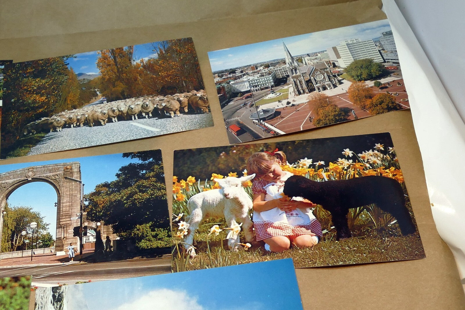 1970-80's Postcard unposted New Zealand Auckland Landscapes kiwi Sheep