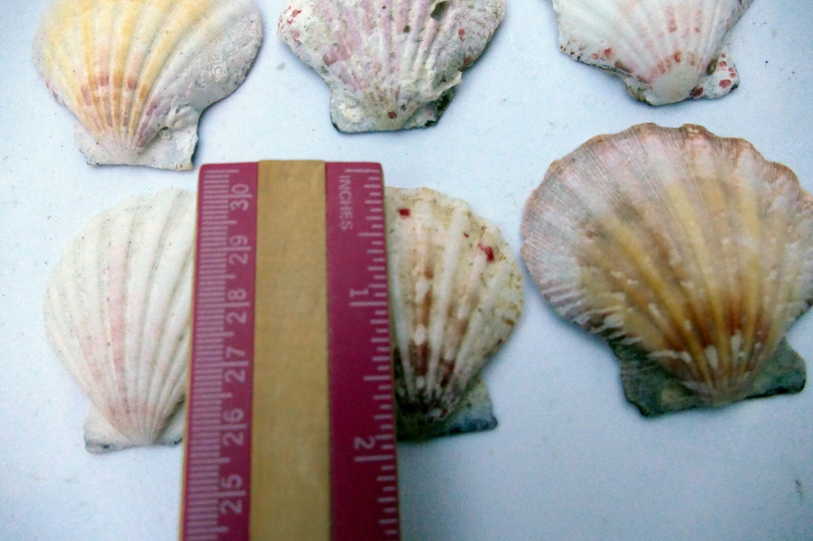 Clam Seashell Cockle Oyster Mussel SEA SHELL beach aquarium decor 2x2" small