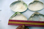 One Clam Shell 4.8"x4" Seashell from Ocean large sea beach aquarium decor