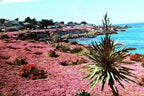 Ice plant seascape landscape pacific grove california usa postcard 1970's