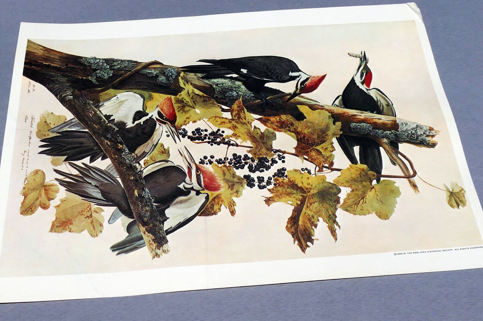 John james audubon folio plate #111 pileated woodpecker 7x11" small 1966 reprint
