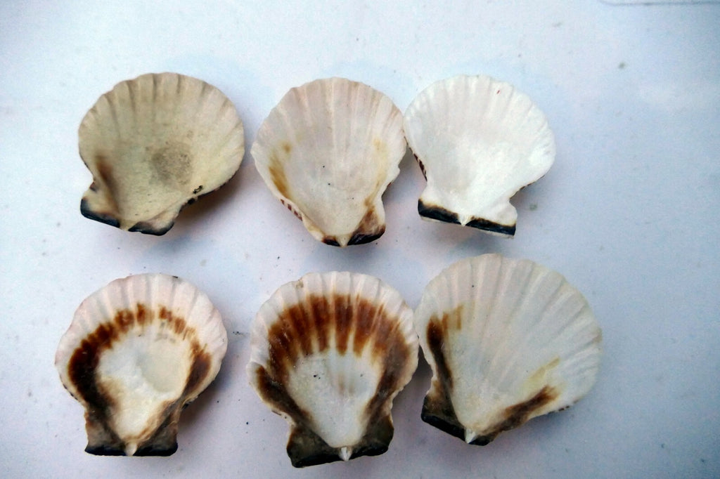 Clam Seashell Cockle Oyster Mussel SEA SHELL beach aquarium decor 1.5X1.2" small