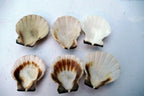 Clam Seashell Cockle Oyster Mussel SEA SHELL beach aquarium decor 1.5X1.2" small