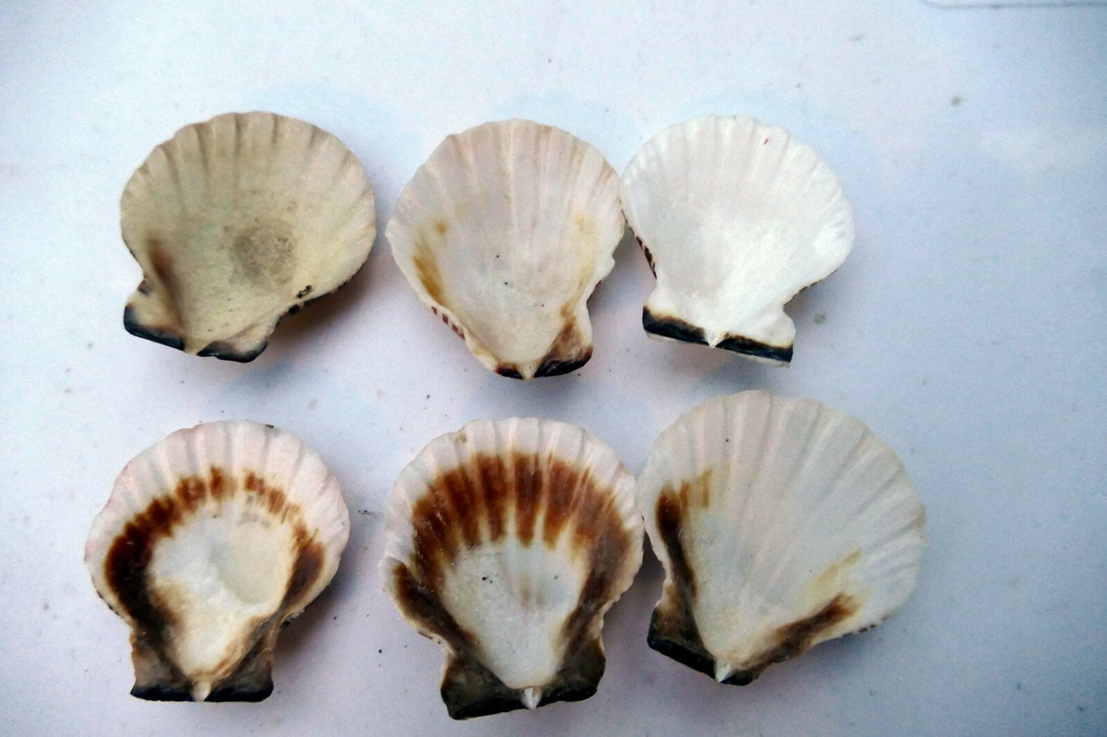 Clam Seashell Cockle Oyster Mussel SEA SHELL beach aquarium decor 1.5X1.2" small