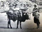 Postcard cartolina postale africa orientale unused unposted 1900's