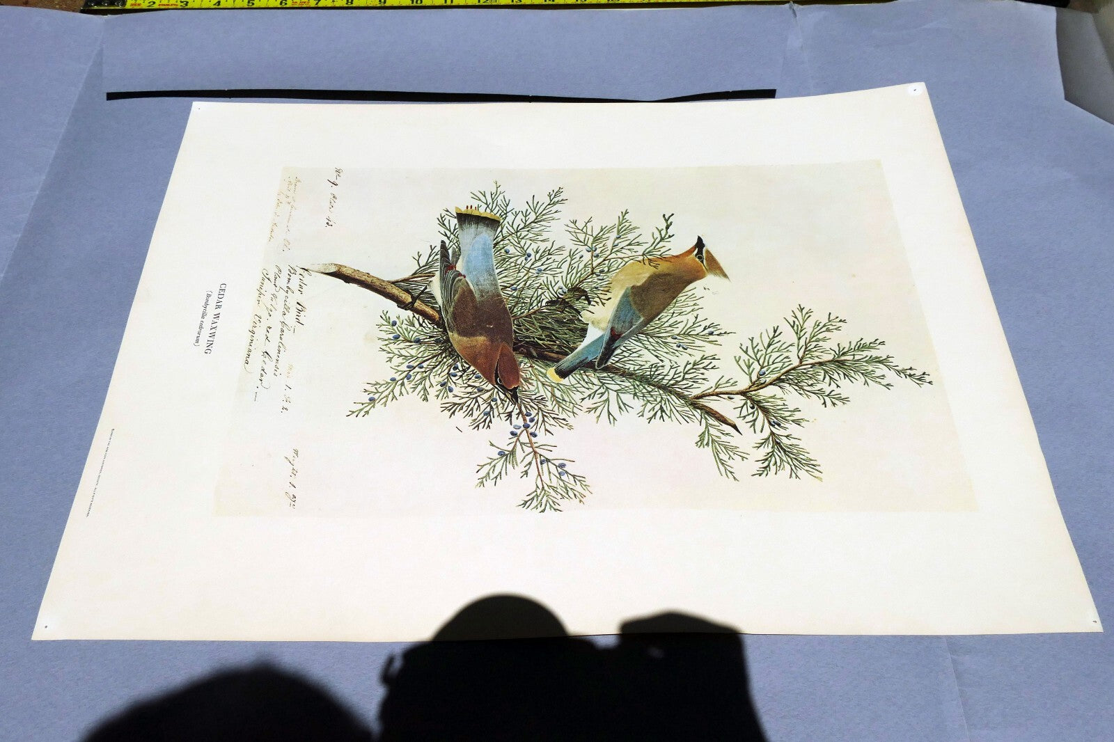 1966 Audubon Print CEDAR WAXWING, print plate # 43 15X20" medium