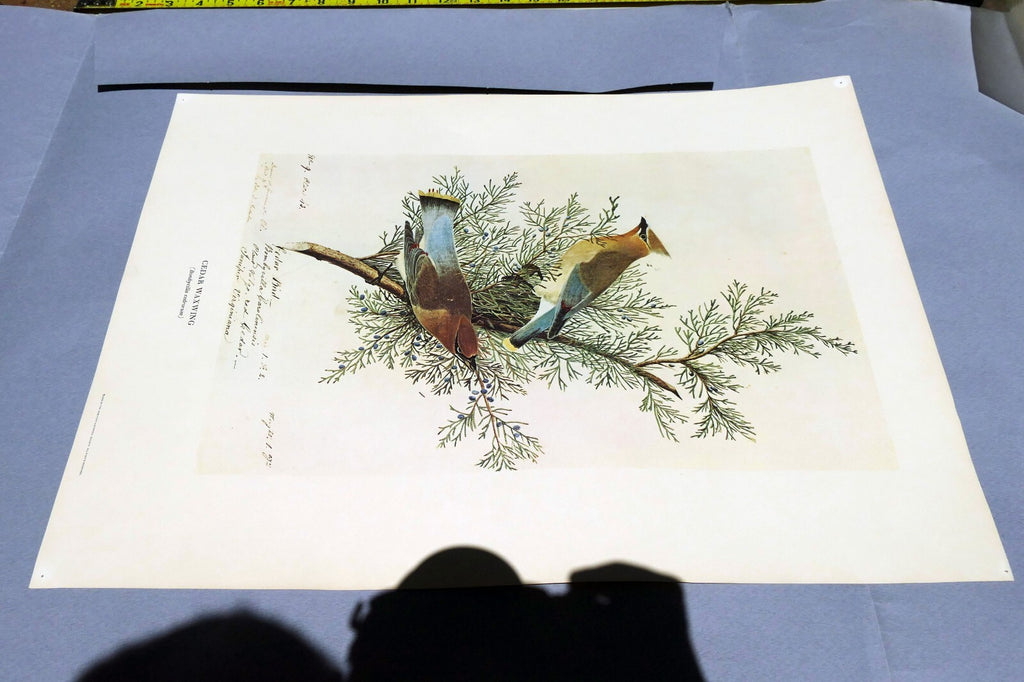 1966 Audubon Print CEDAR WAXWING, print plate # 43 15X20" medium