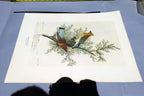 1966 Audubon Print CEDAR WAXWING, print plate # 43 15X20" medium