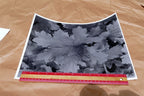 Tree Leaf  11X14" Black & white Picture Photo San Francisco USA