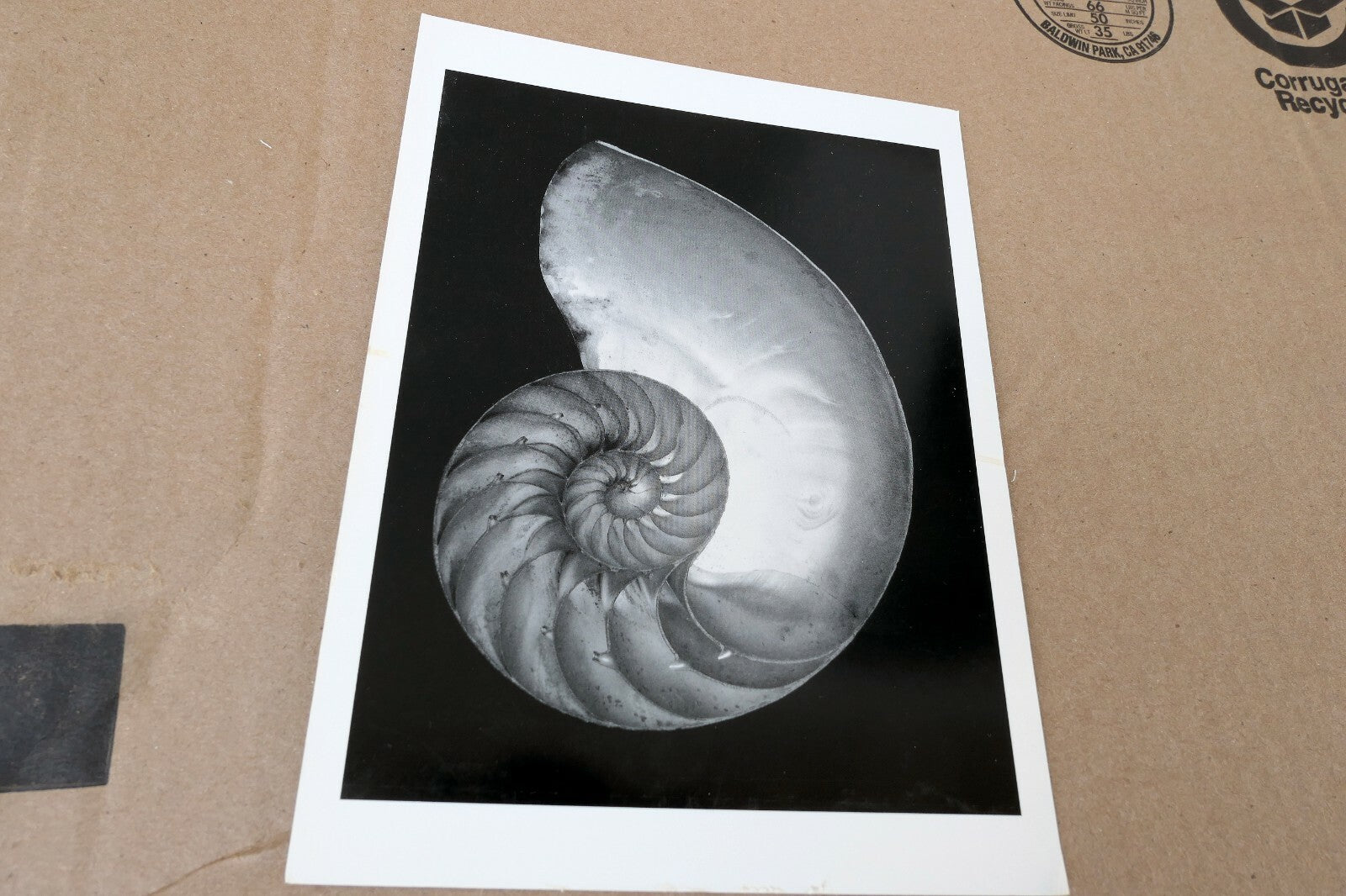 Shells 1927 2-S Photograph by Edward Weston W-007-85 Nautilus greeting card