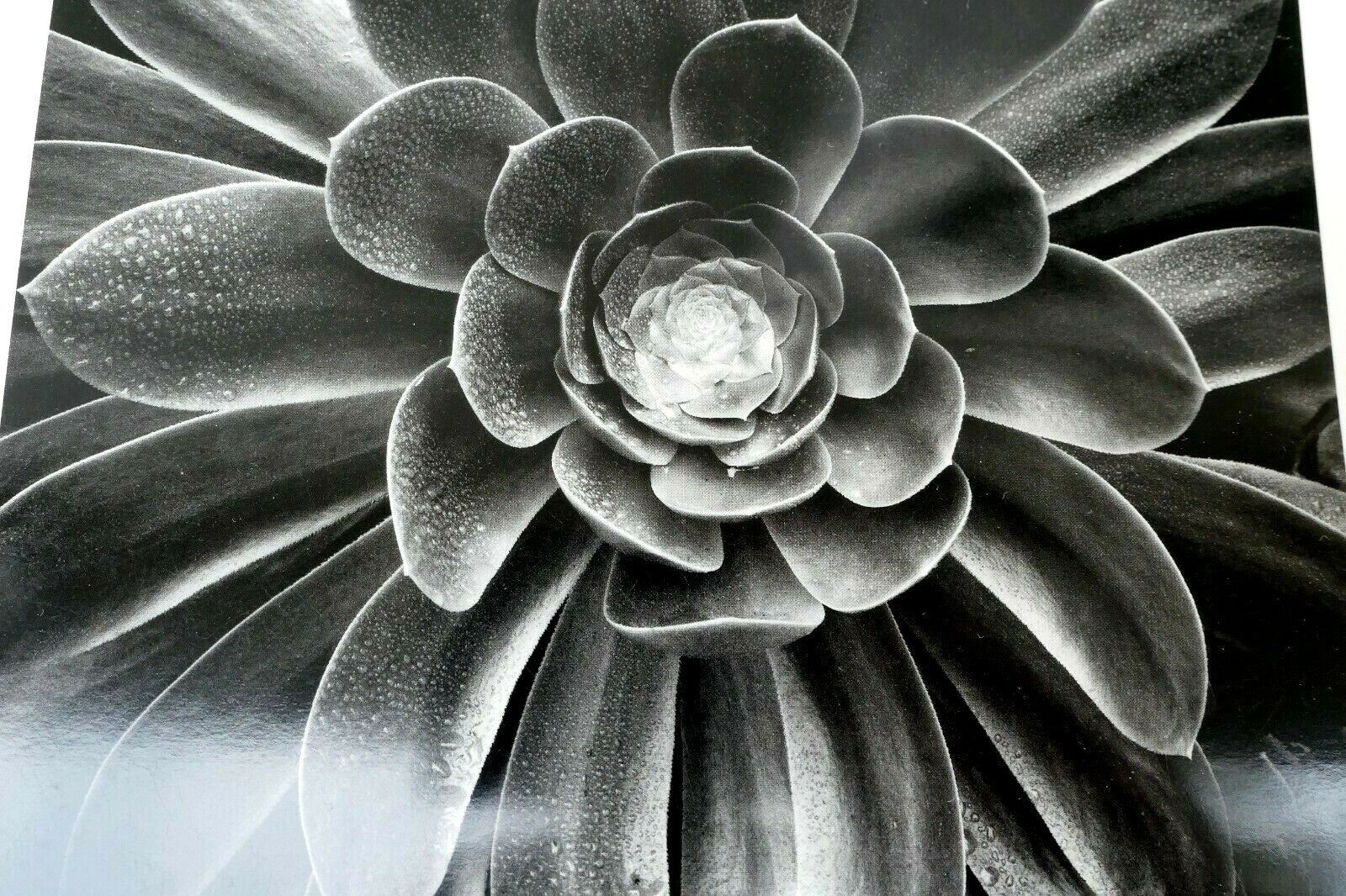 1958 succulent flower blossom photograph by don worth postcard d 010 floral