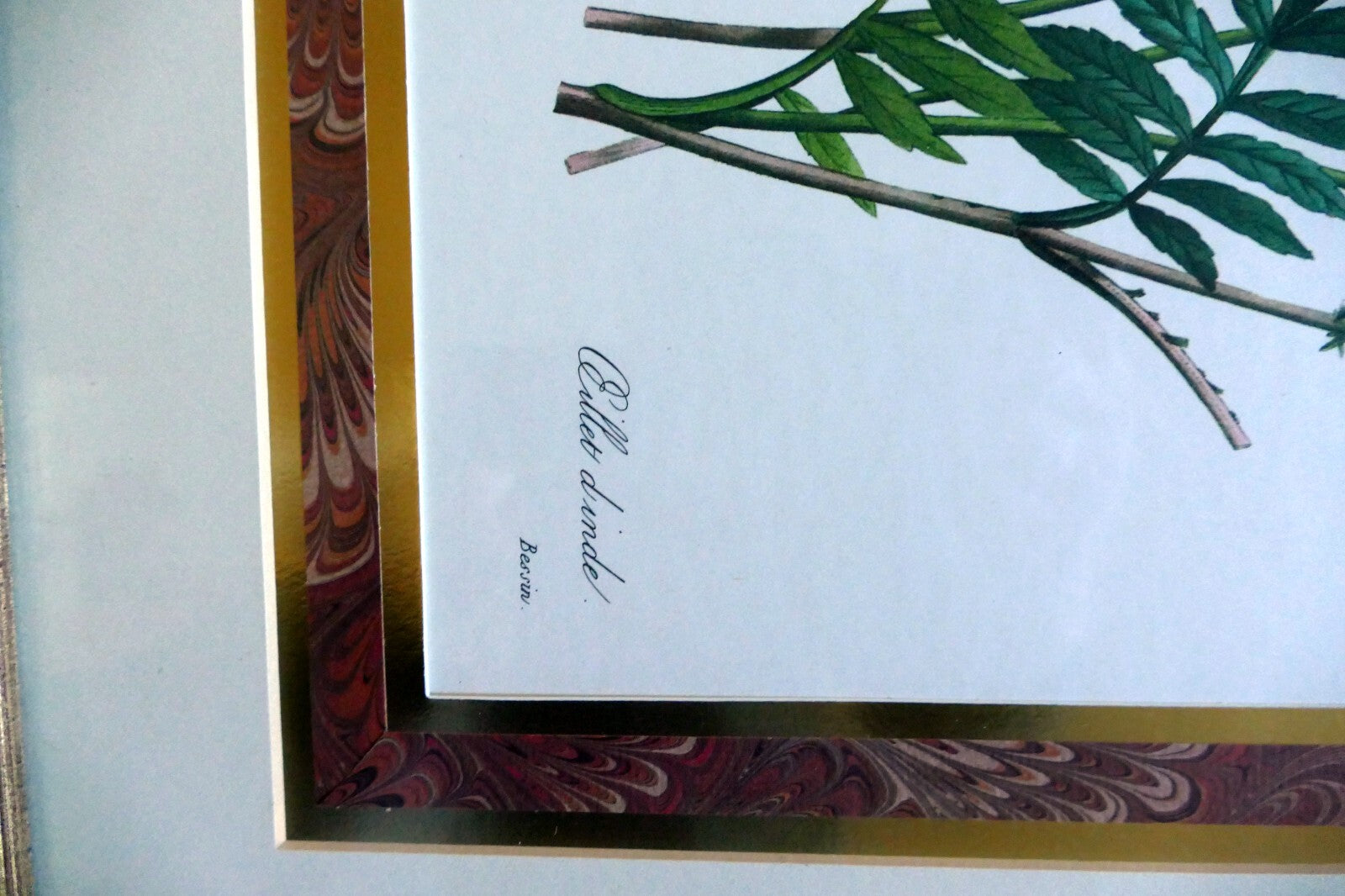 Pierre Joseph Redouté Botanical Double Matted Framed Art oeillet d'inde bessin
