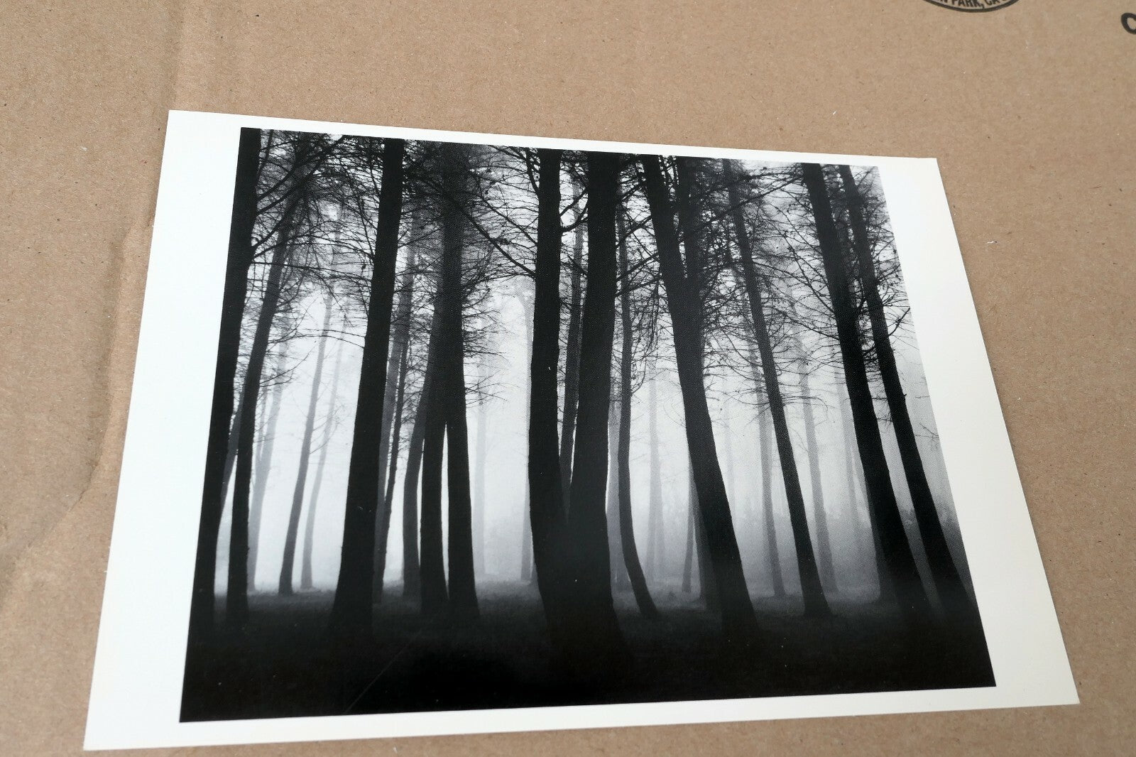 Trees and Fog 1962 San Fra Photograph by Don Worth POSTCARD DW-2