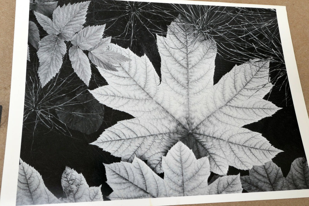 Leaf Glacier Bay National Monument 1948 photo Ansel Adams Greeting Card A-021-75