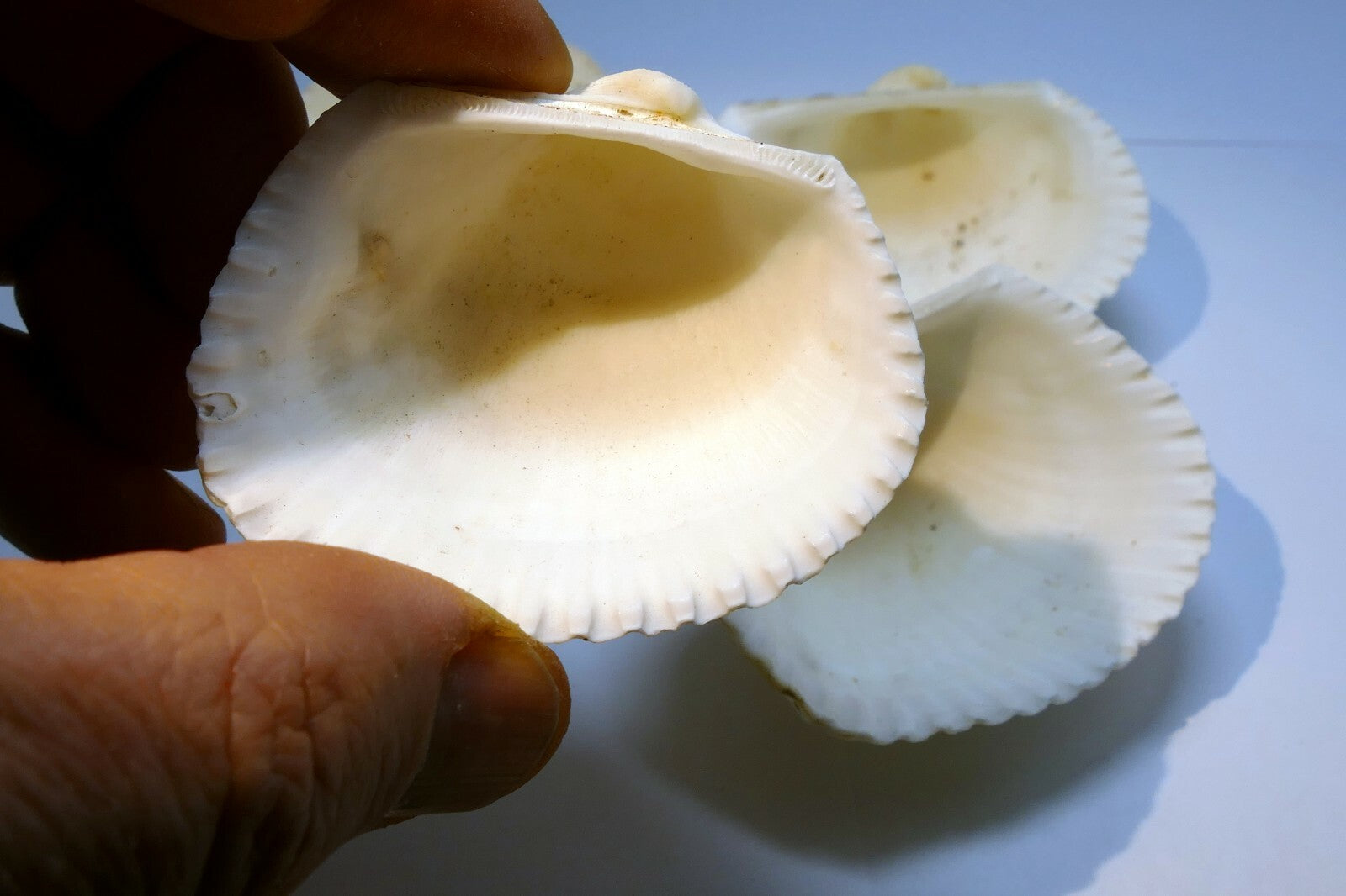 White Ark Shell Seashell beach decor clam large 2.5X2.5" clam cockle sea