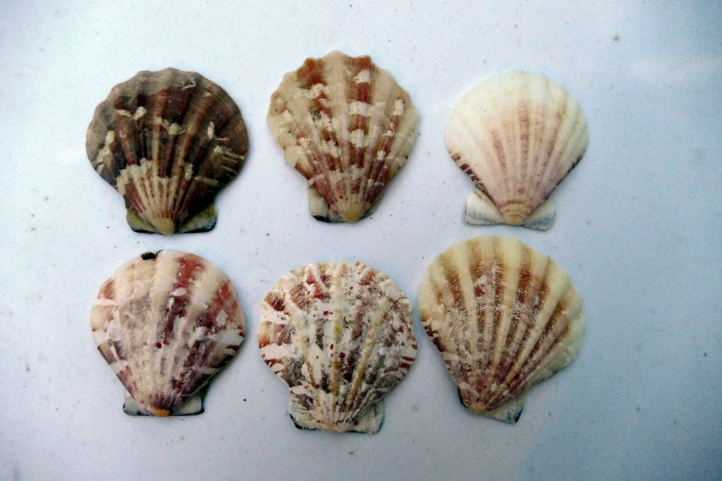 Clam Seashell Cockle Oyster Mussel SEA SHELL beach aquarium decor 1.5X1.2" small