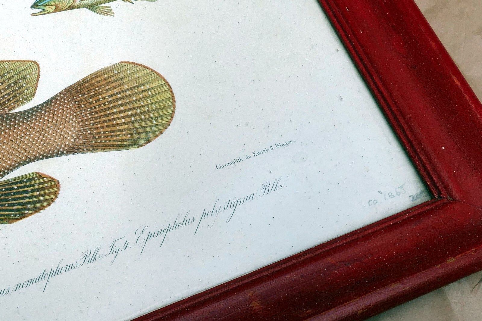 Antique Print Perch fish by Emrik & Binger (1865) chromolithograph print framed