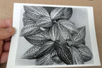 Sonerila Margaritacea 1976 Photograph by Don Worth Greeting Card D-005 floral